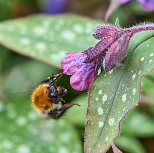 Bee on lungwort